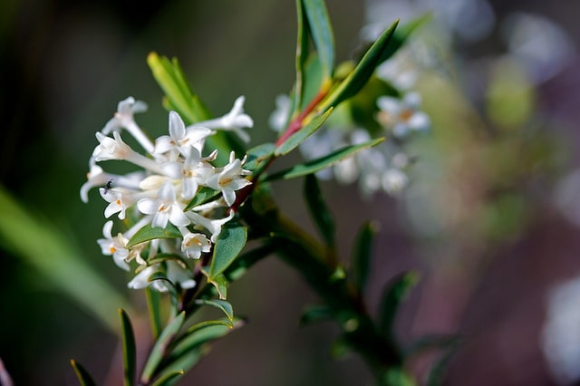 Leucopogon lanceolatus
