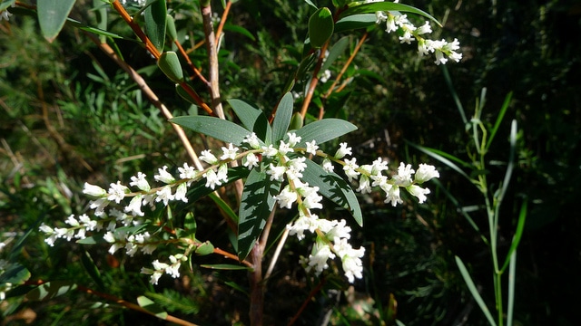 Leucopogon lanceolatus
