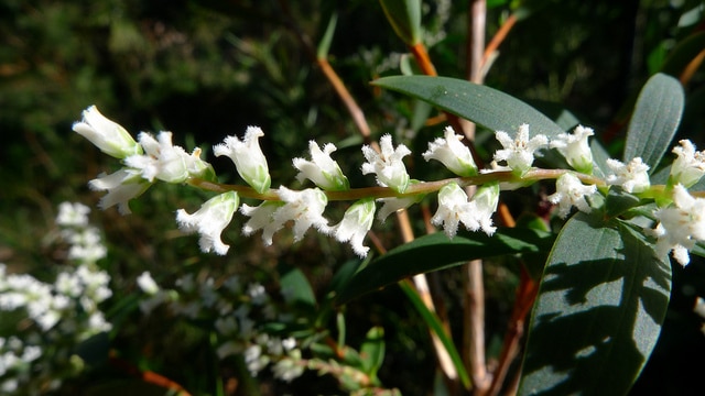 Leucopogon lanceolatus