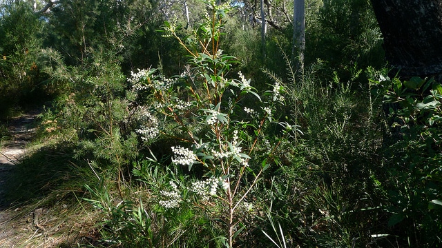 Leucopogon lanceolatus