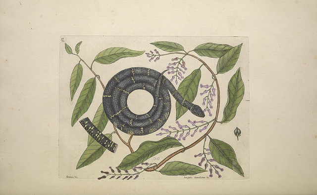 Leucothoe axillaris