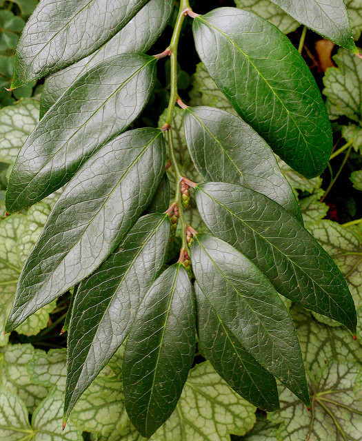 Leucothoe axillaris