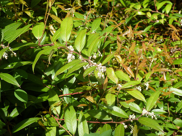 Leucothoe axillaris