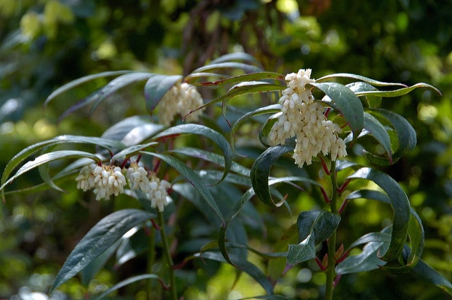 Leucothoe keiskei