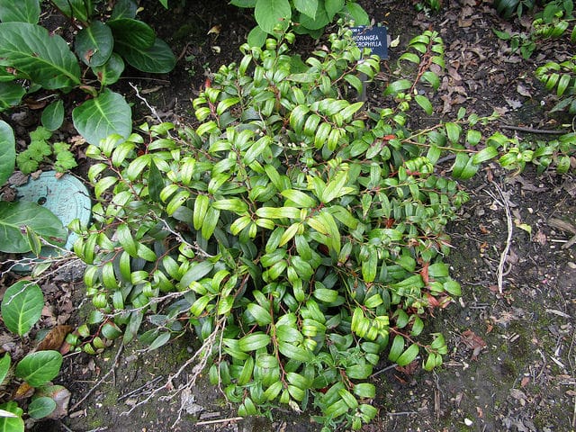 Leucothoe keiskei