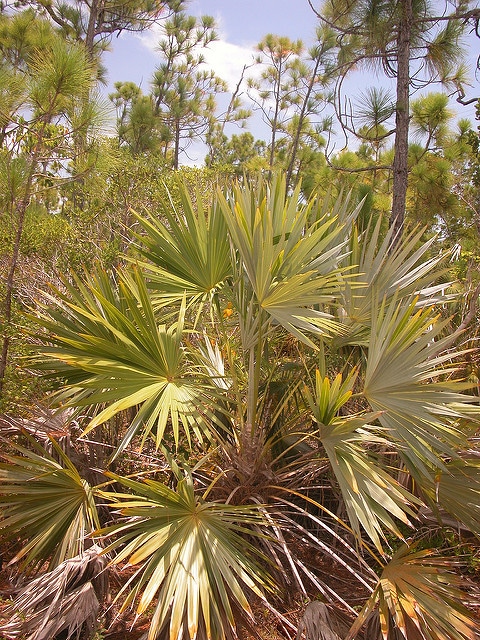 Thrinax microcarpa (Leucothrinax morrisii)