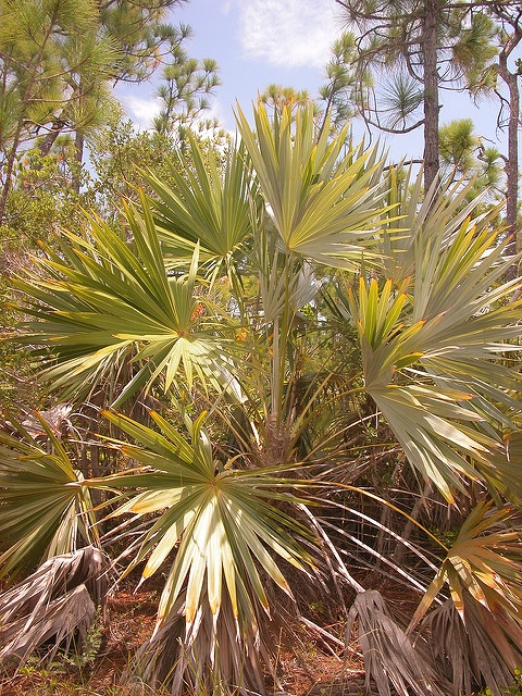 Thrinax microcarpa
