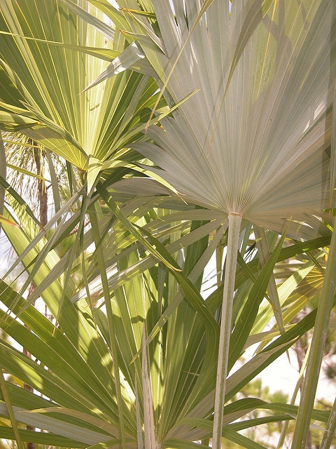 Thrinax microcarpa
