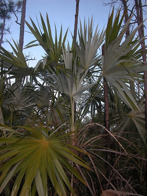 Thrinax microcarpa
