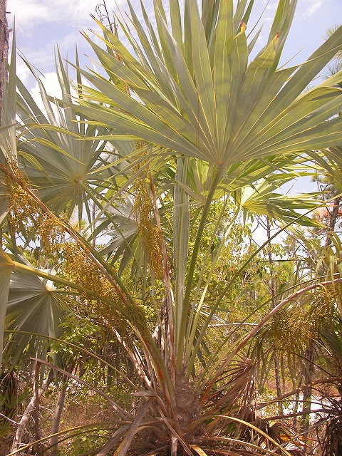 Thrinax microcarpa