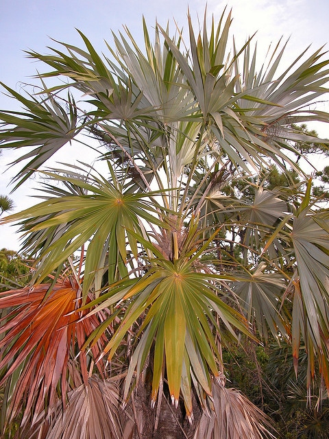 Thrinax microcarpa