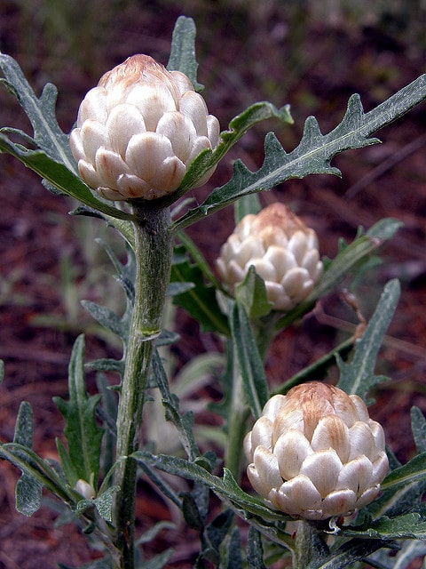 Leuzée conifère (Leuzea conifera)