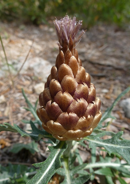 Leuzée conifère