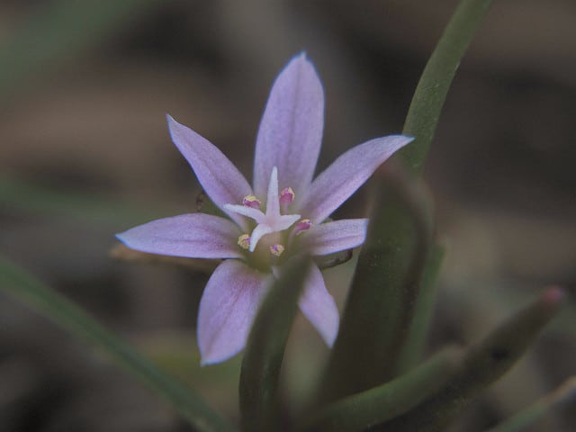 Lewisia pygmaea