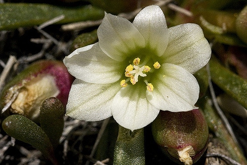 Lewisia pygmaea