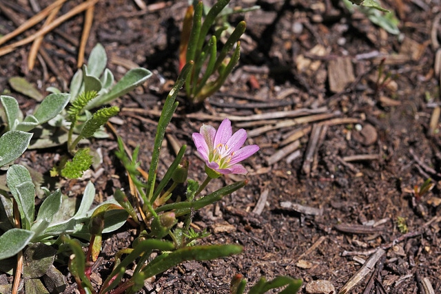 Lewisia pygmaea