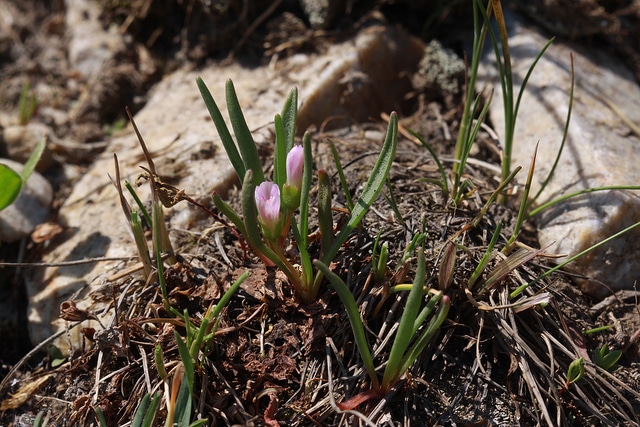 Lewisia pygmaea