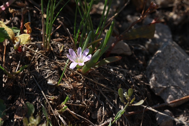 Lewisia pygmaea