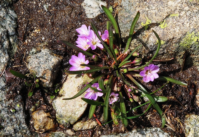 Lewisia pygmaea (Lewisia pygmaea)