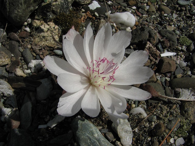 Lewisia rediviva (Lewisia rediviva)
