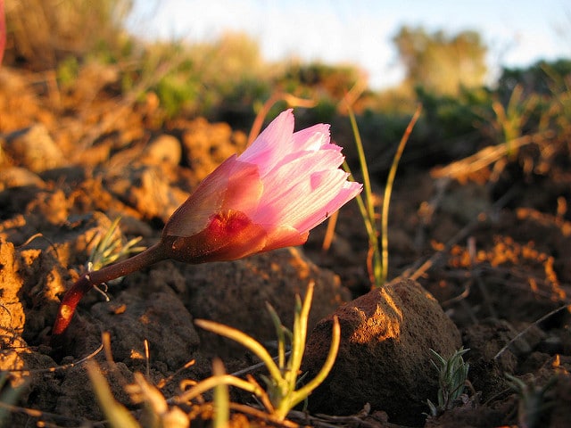 Lewisia rediviva