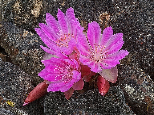 Lewisia rediviva