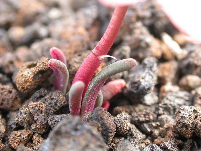 Lewisia rediviva
