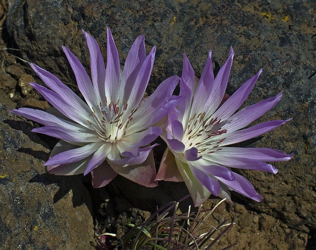 Lewisia rediviva