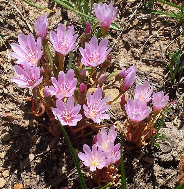Lewisia rediviva