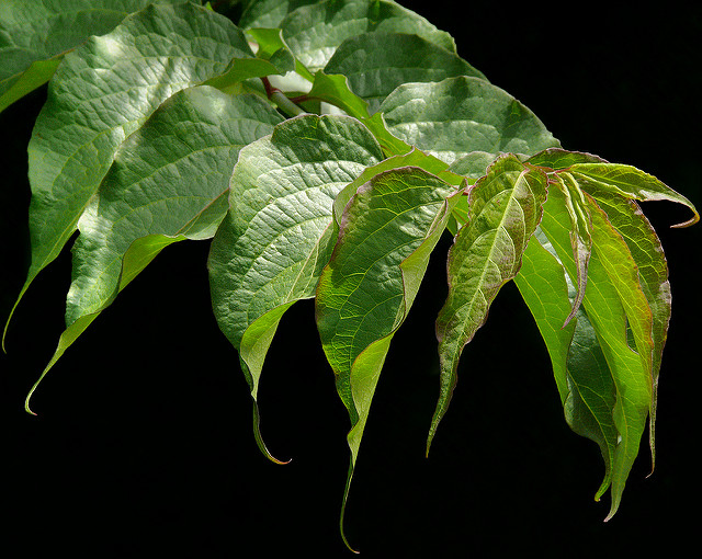 Arbre aux faisans (Leycesteria formosa)