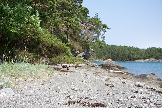 Grand oyat (Leymus arenarius)