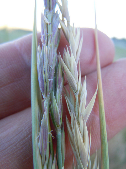 Leymus triticoides