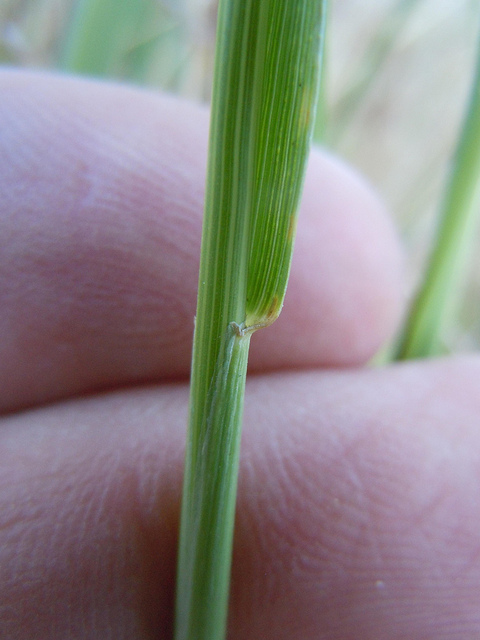 Leymus triticoides