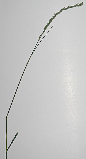 Leymus triticoides