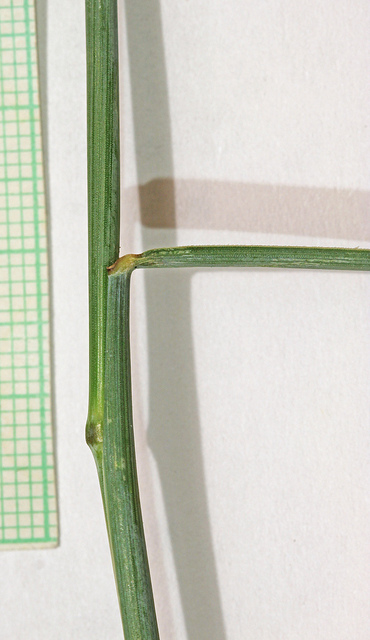 Leymus triticoides