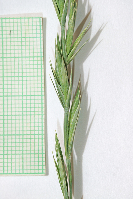 Leymus triticoides