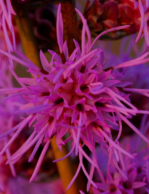 Liatris aspera