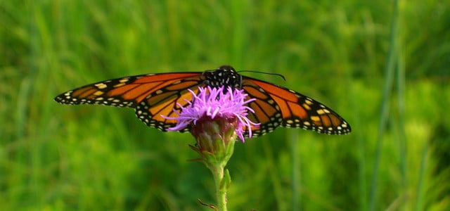 Liatris aspera