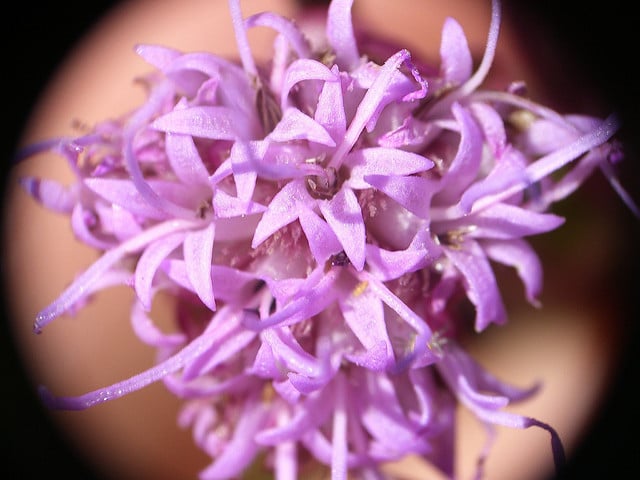 Liatris aspera