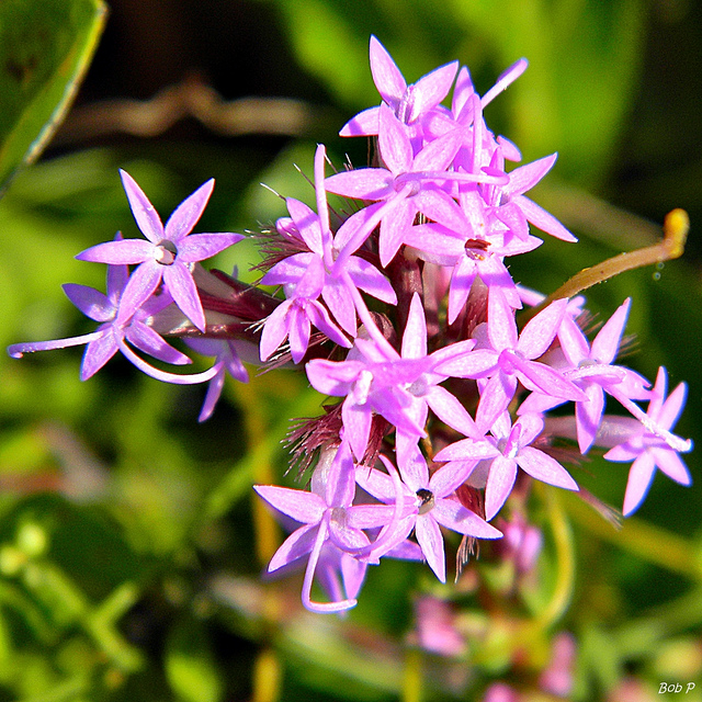 Liatris chapmanii (Liatris chapmanii)