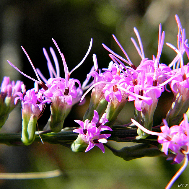 Liatris chapmanii