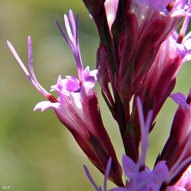 Liatris chapmanii