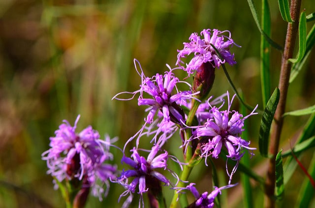 Liatris cylindracea (Liatris cylindracea)