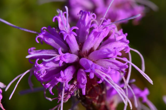 Liatris cylindracea