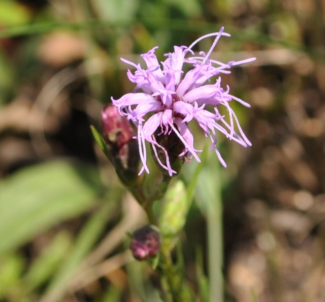 Liatris cylindracea