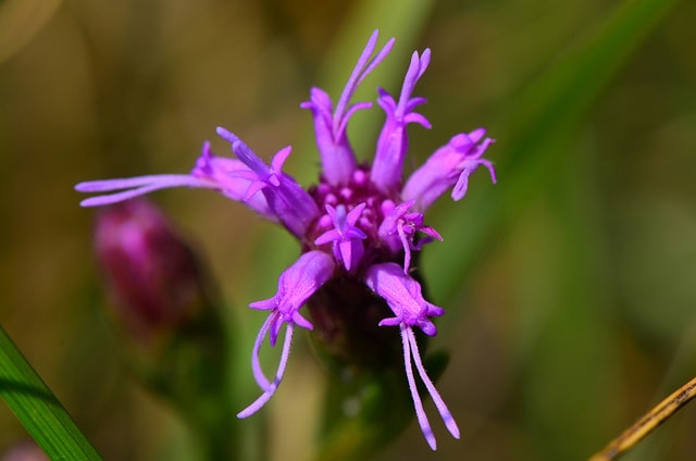 Liatris cylindracea