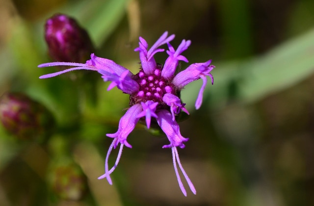 Liatris cylindracea