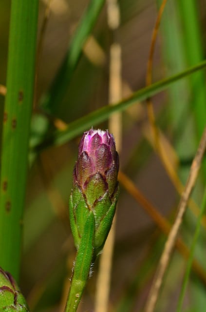 Liatris cylindracea
