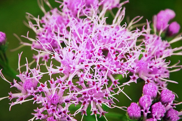 Liatris elegans (Liatris elegans)