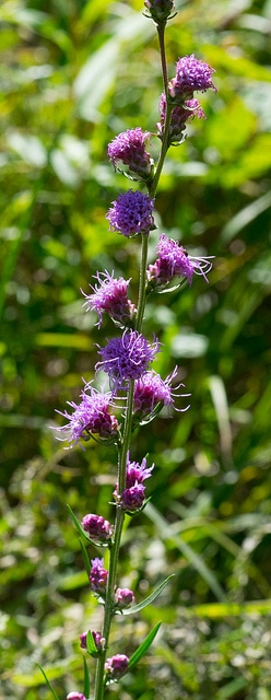 Plume du kansas